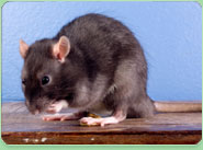 rat control Rayleigh